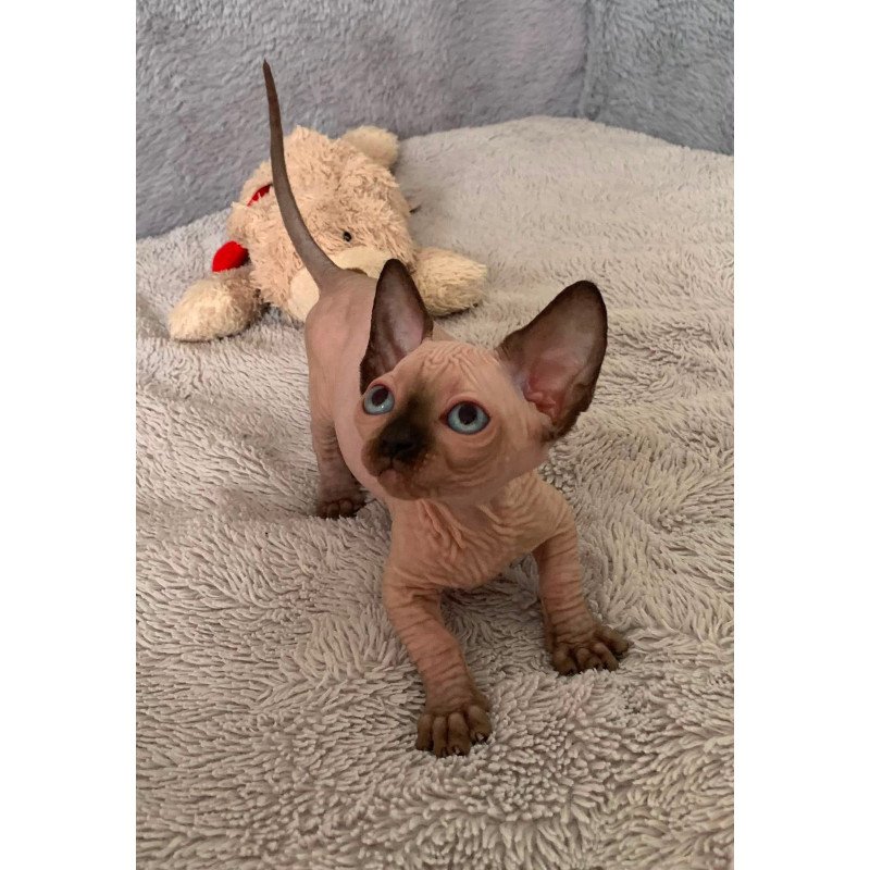 Bambino Kitten is in USA Ora