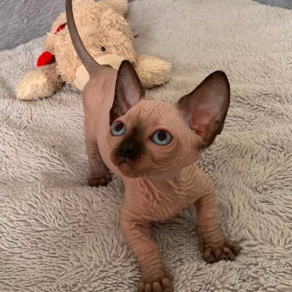 Bambino Kitten is in USA Ora