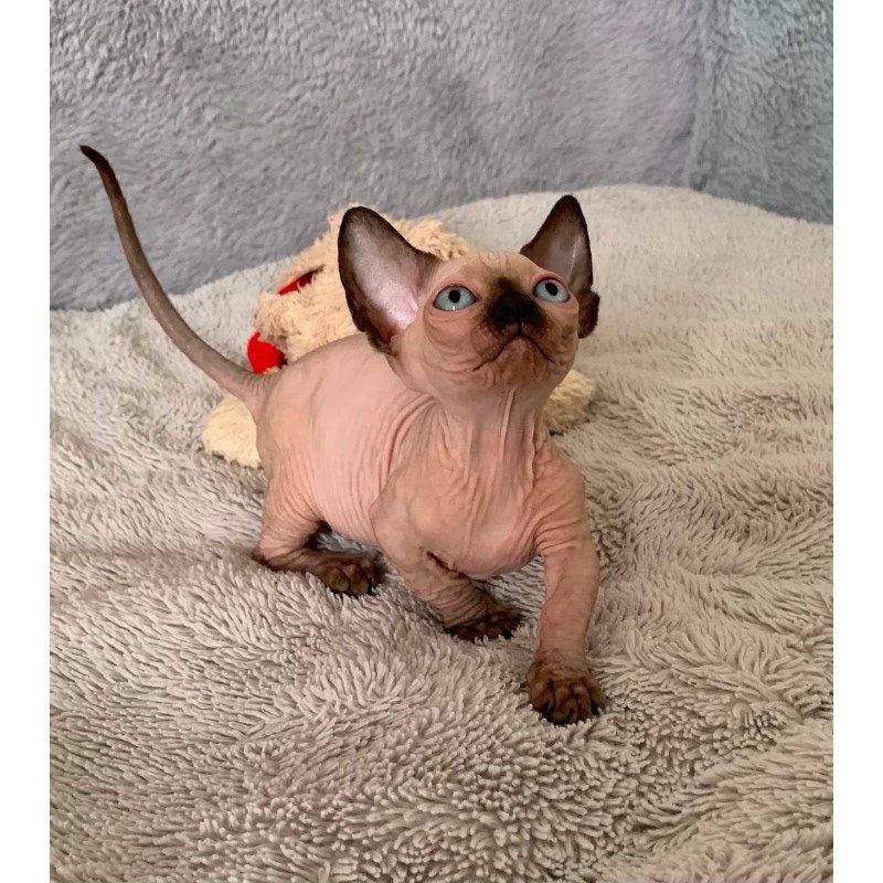 Bambino Kitten is in USA Ora