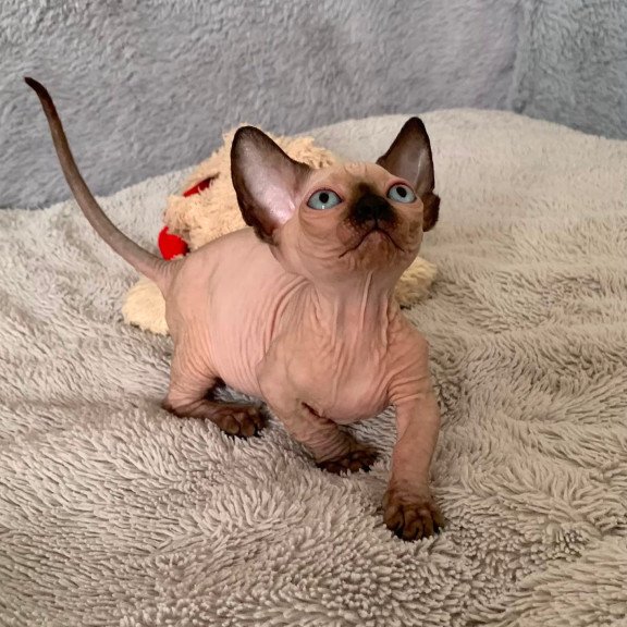 Bambino Kitten is in USA Ora