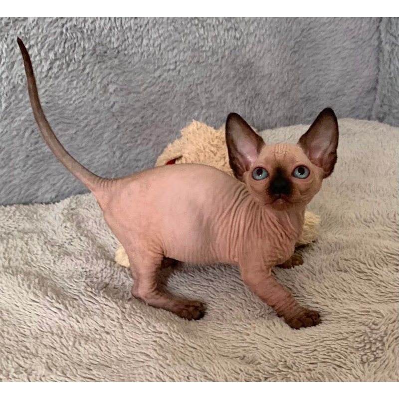 Bambino Kitten is in USA Ora