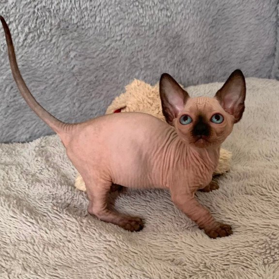 Bambino Kitten is in USA Ora