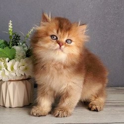 British Ginger