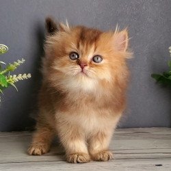 British Ginger