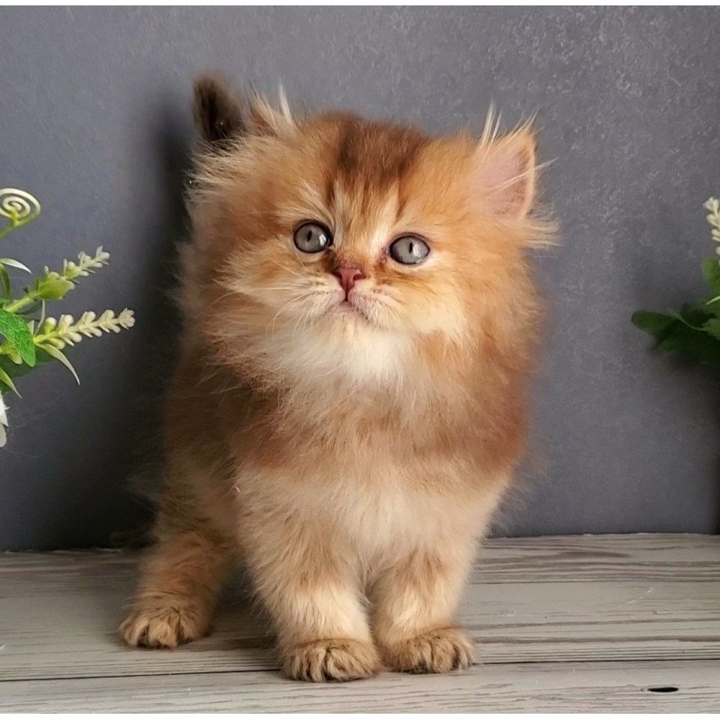 British Ginger