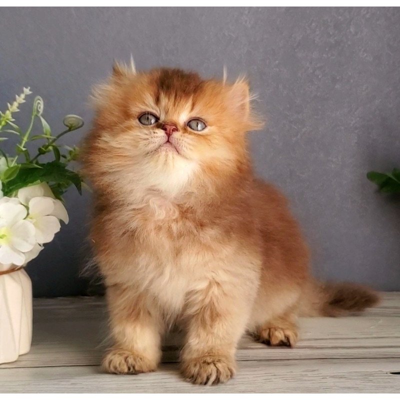 British Ginger