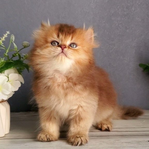 British Ginger