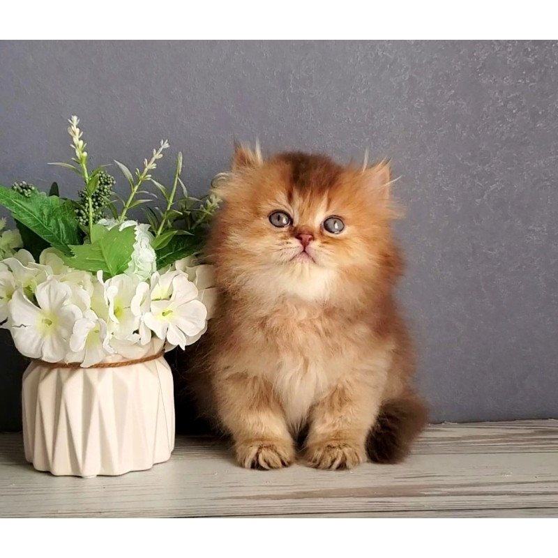 British Ginger