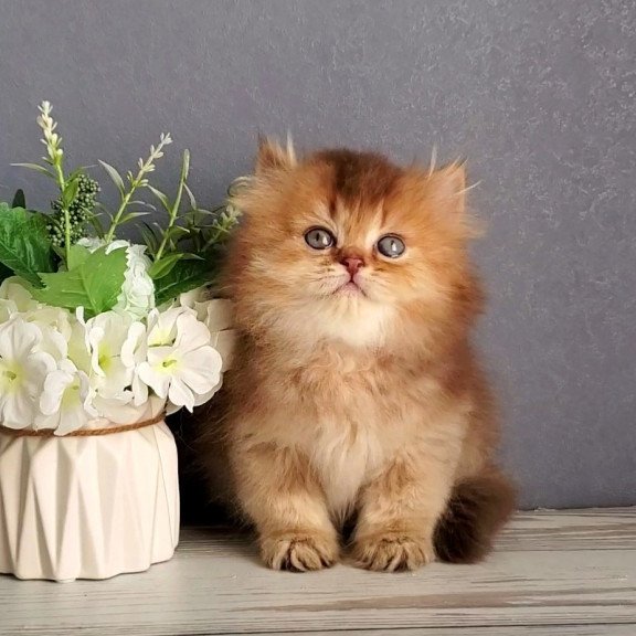 British Ginger