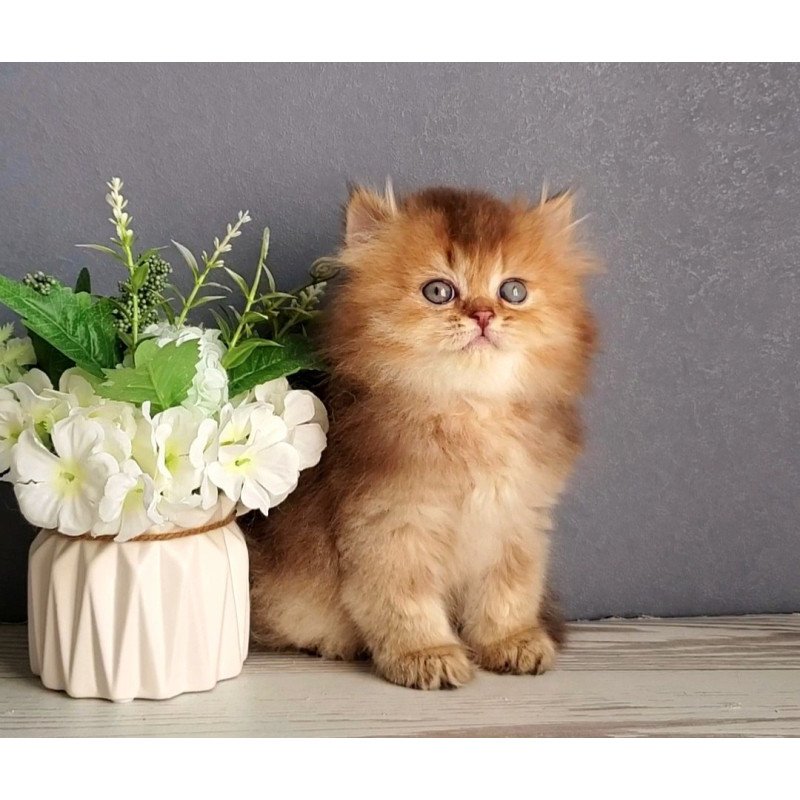 British Ginger