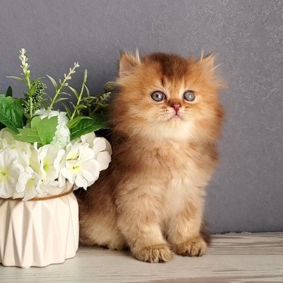 British Ginger