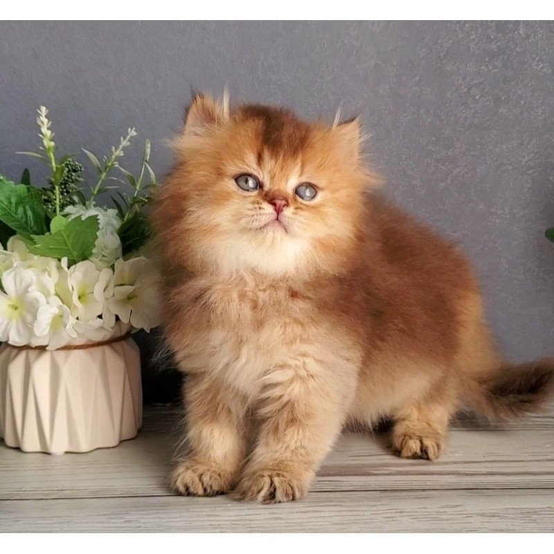 British Ginger