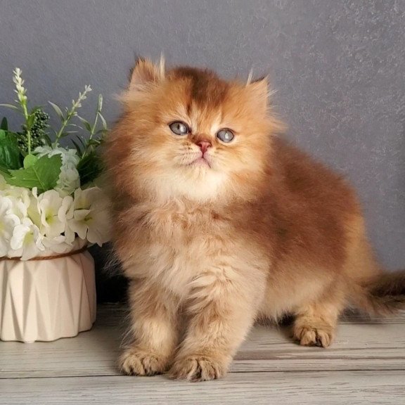 British Ginger