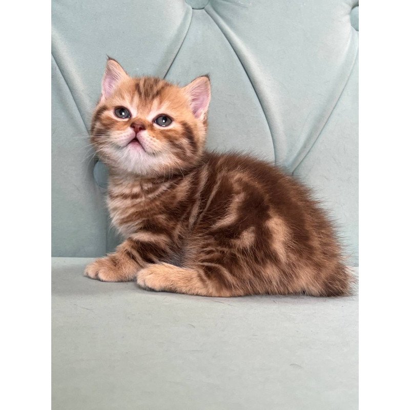 Munchkin Luntik