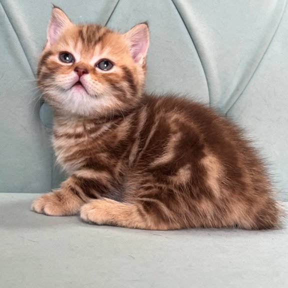Munchkin Luntik