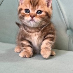Munchkin Luntik