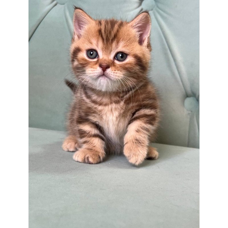 Munchkin Luntik
