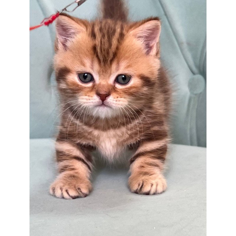 Munchkin Luntik