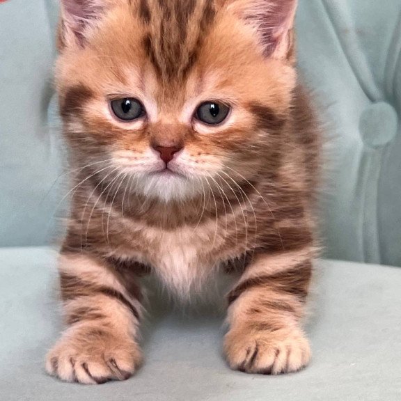 Munchkin Luntik