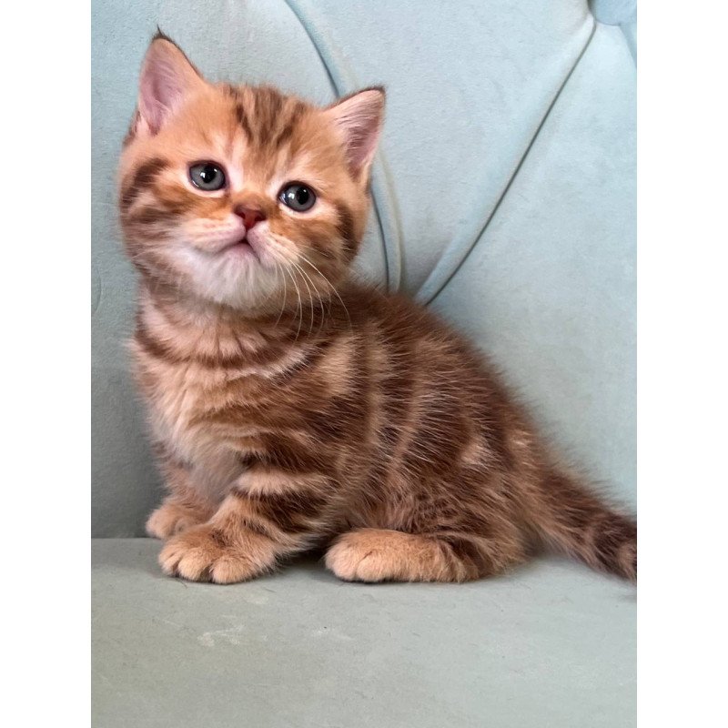 Munchkin Luntik