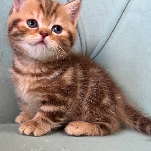 Munchkin Luntik
