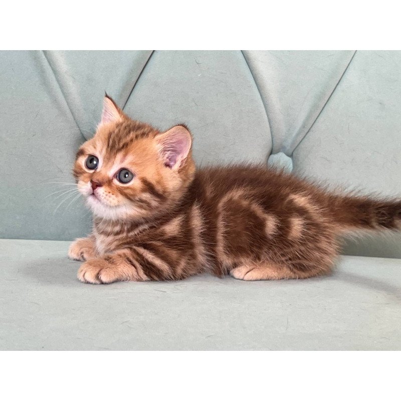 Munchkin Luntik