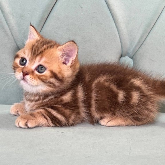 Munchkin Luntik