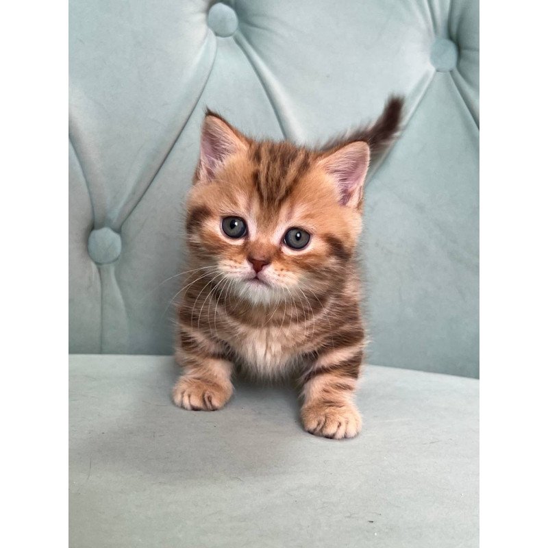Munchkin Luntik