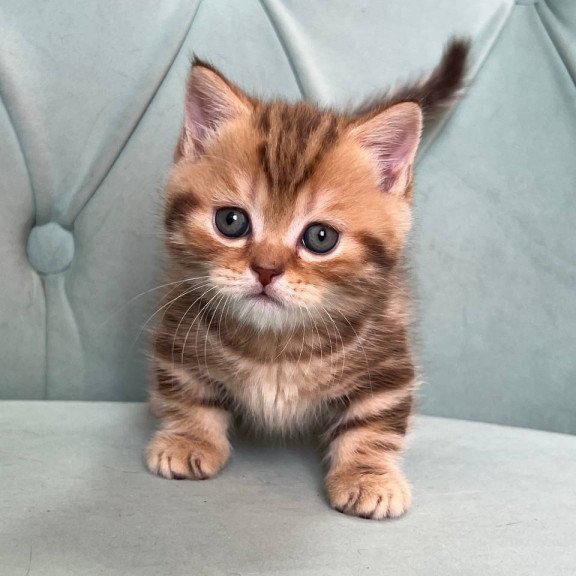 Munchkin Luntik