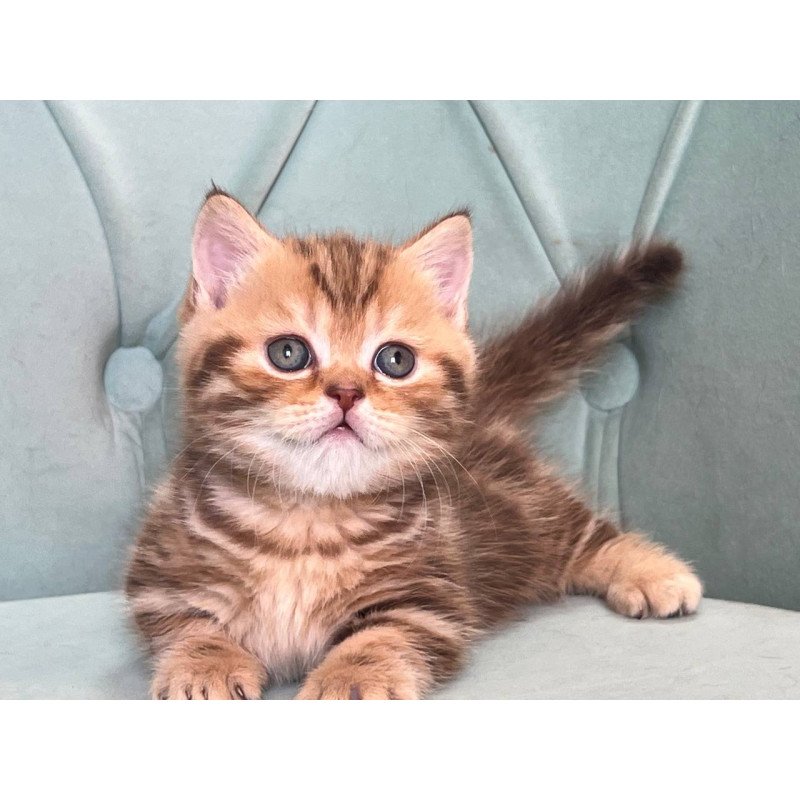 Munchkin Luntik