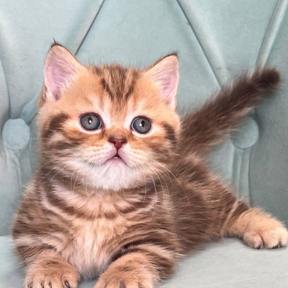 Munchkin Luntik