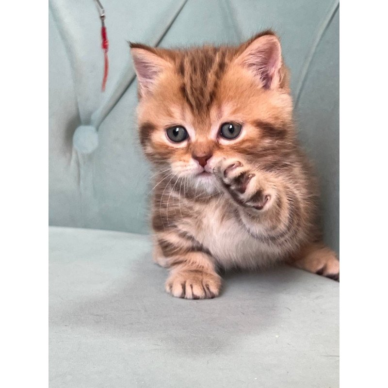 Munchkin Luntik