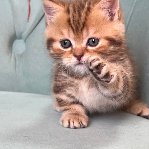 Munchkin Luntik