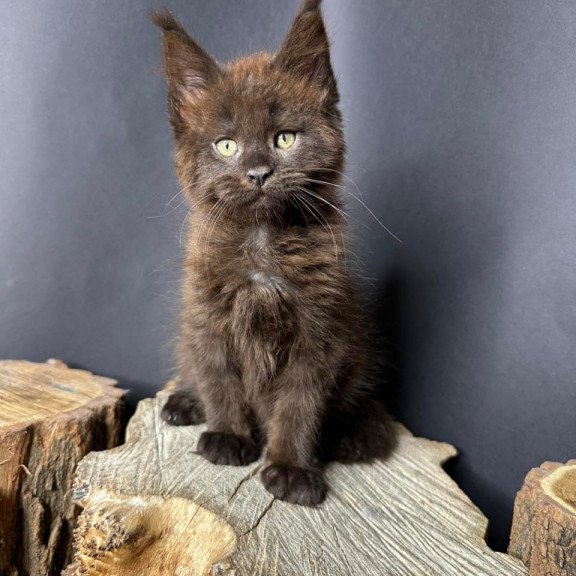 Maine Coon Patron