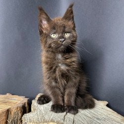 Maine Coon Patron