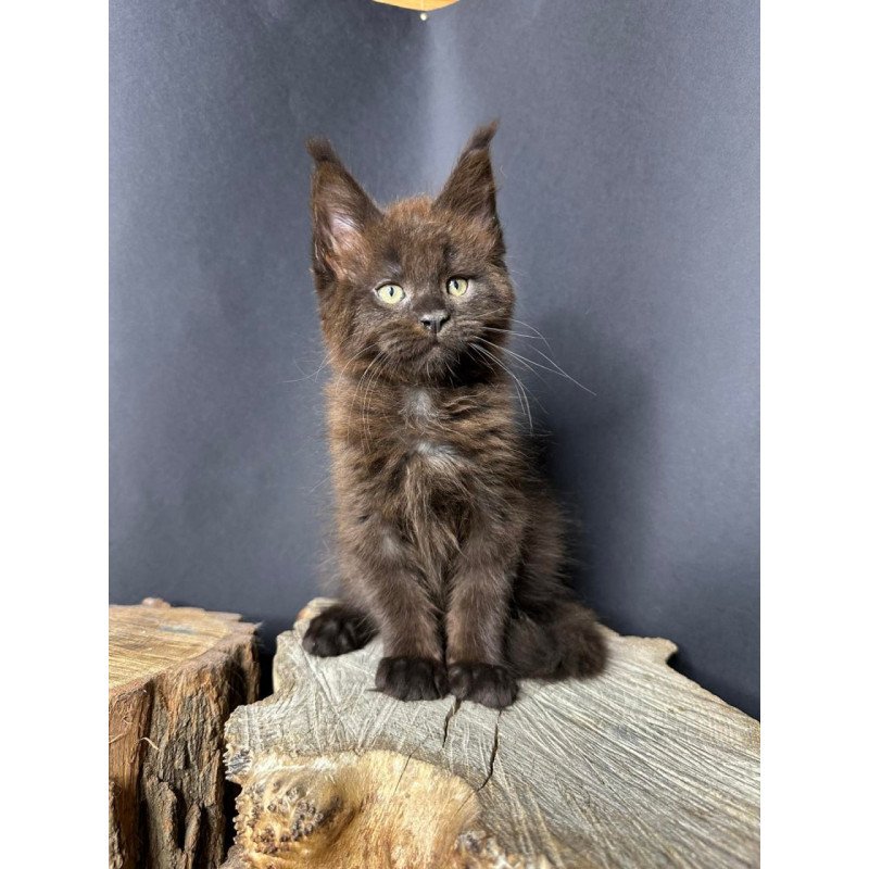 Maine Coon Patron