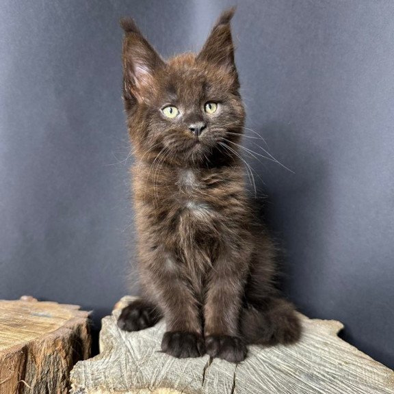 Maine Coon Patron