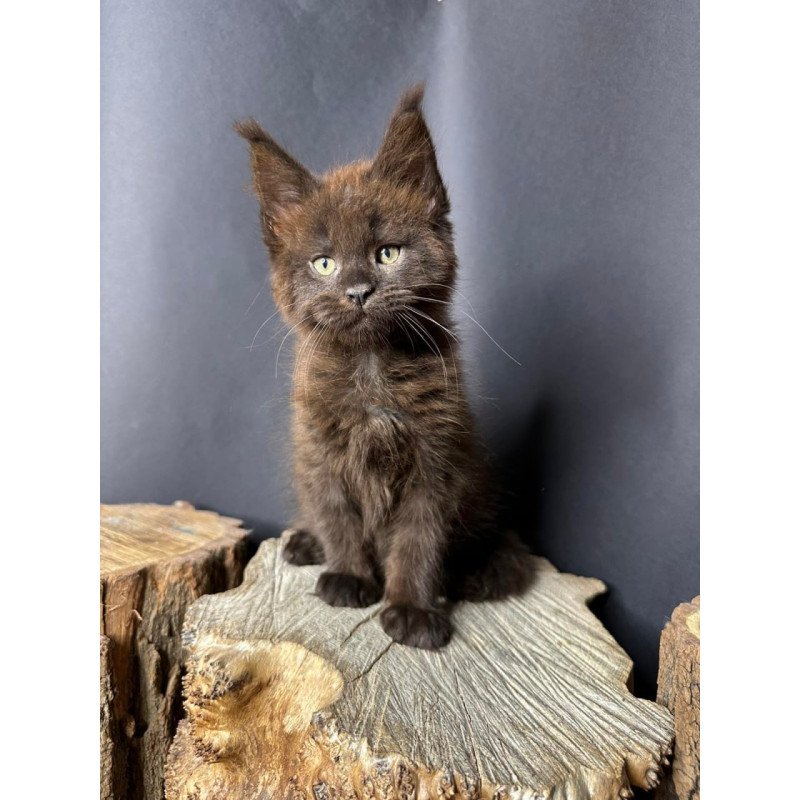 Maine Coon Patron