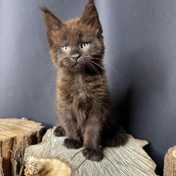 Maine Coon Patron