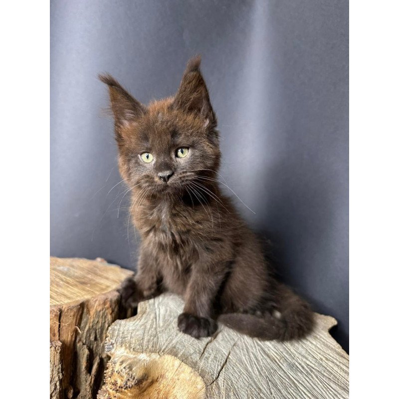 Maine Coon Patron