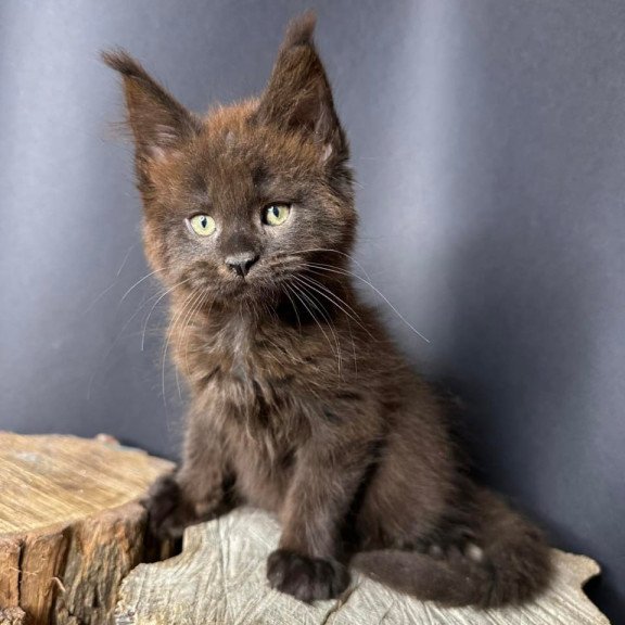 Maine Coon Patron