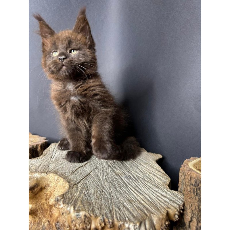 Maine Coon Patron