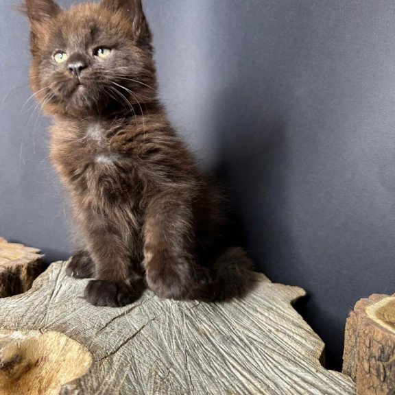 Maine Coon Patron