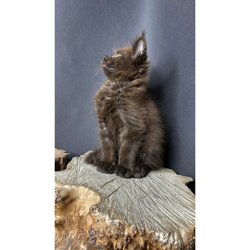 Maine Coon Patron