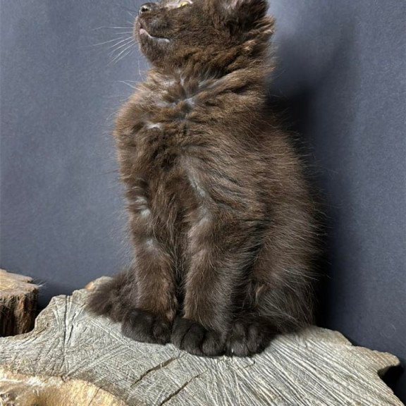 Maine Coon Patron