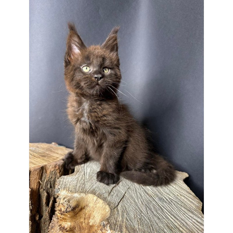 Maine Coon Patron