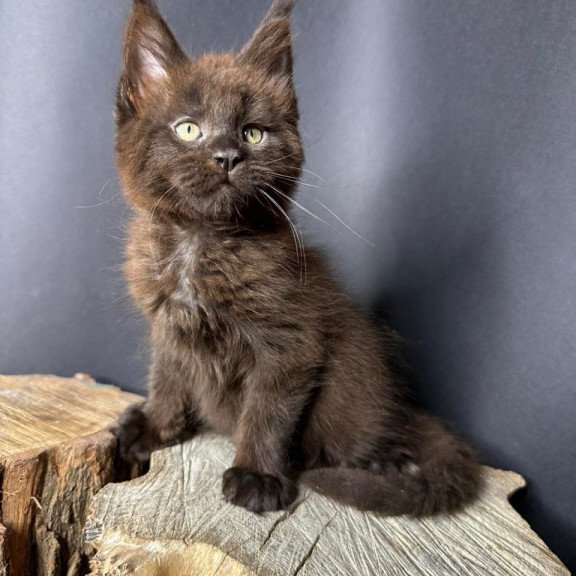 Maine Coon Patron