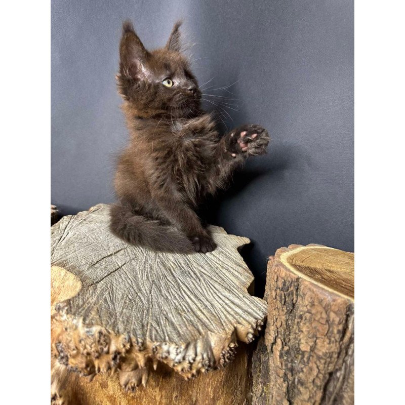 Maine Coon Patron