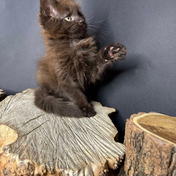 Maine Coon Patron