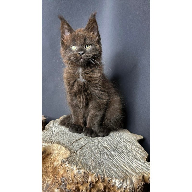 Maine Coon Patron